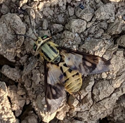Chrysops flavipes